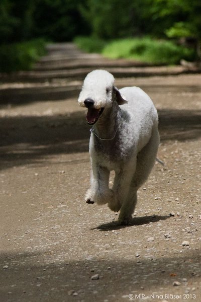 2013-05-30 Dämmerwald Schermbeck-7443-2.jpg
